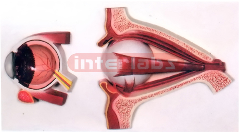 HUMAN EYE DEMONSTRATION MODEL, 5 PARTS